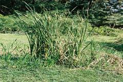 Typha angustata